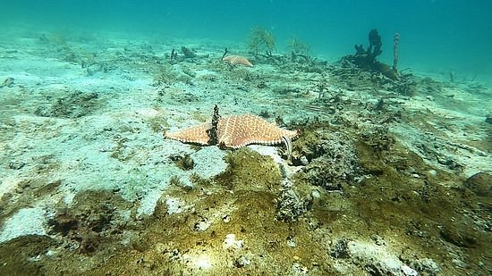 Starfish Diving Bocas image