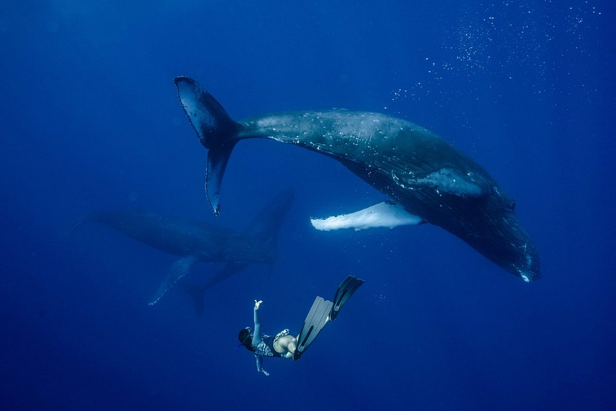 One with Whales - Humpback Whale Swimming & Polynesian Cultural Immersion image