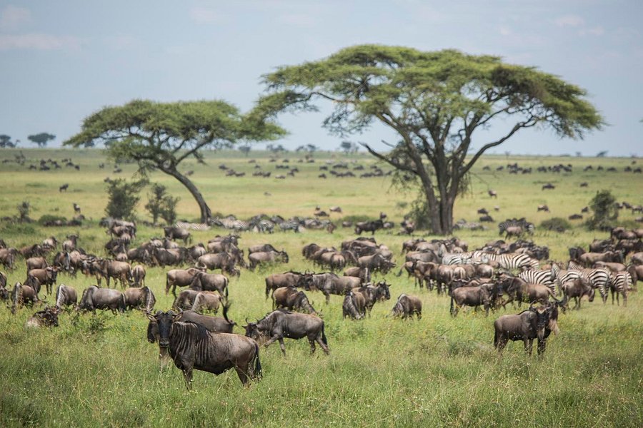 Migration at Serengeti National Park image