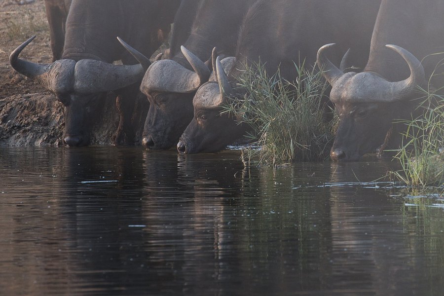 #1 BURIGI CHATO SAFARIS CO LTD - Tanzania Serengeti big-5 & wildebeest migration Safari tour Agency image