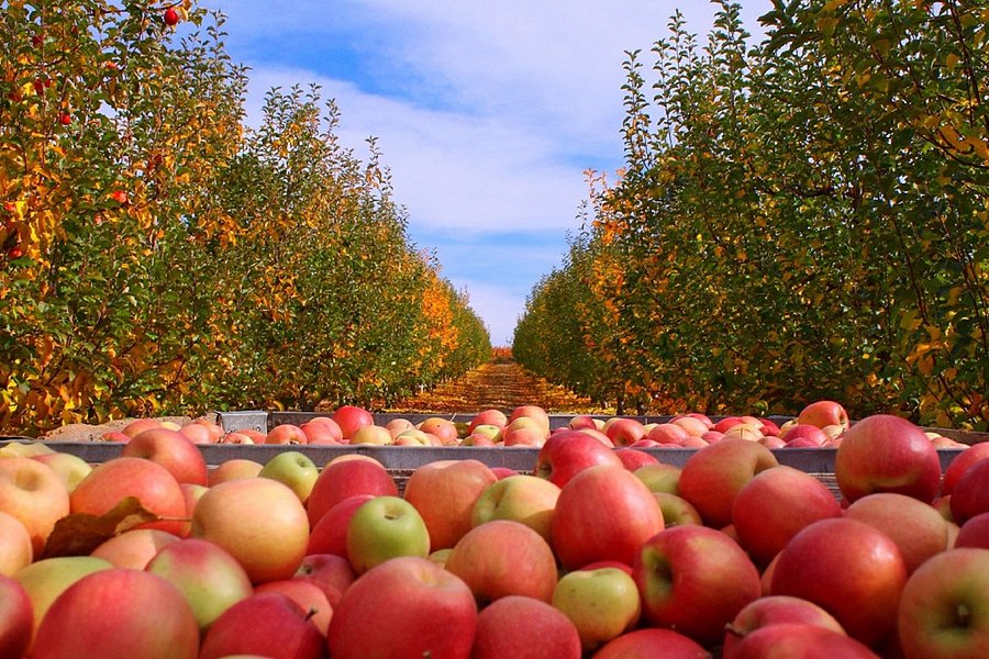 Boa Vista Orchards image
