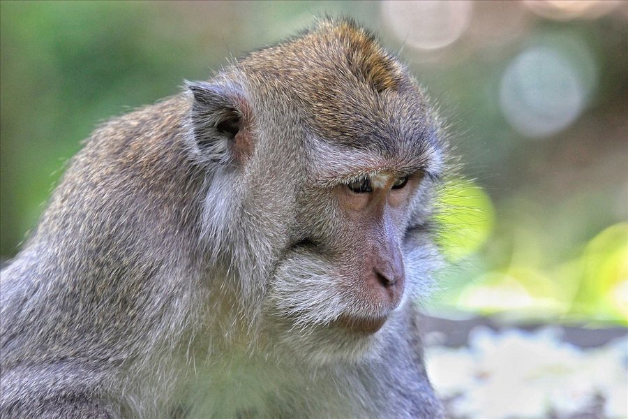 Sacred Monkey Forest Sanctuary image