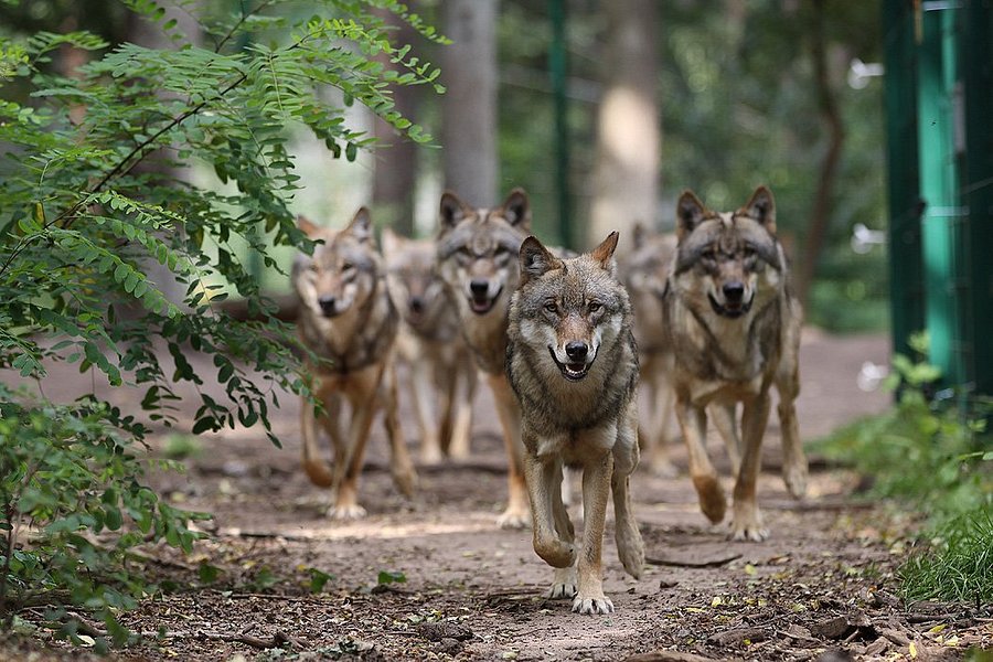 Wolfcenter Dörverden image