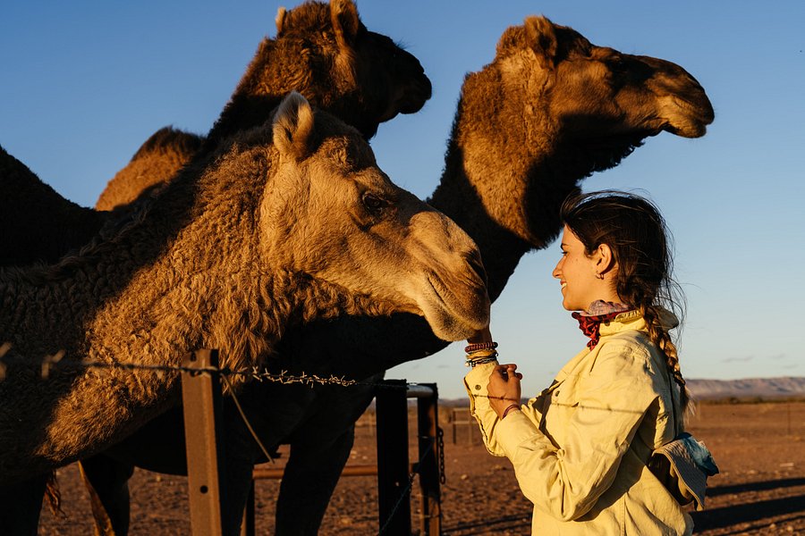 Camel Treks Australia image