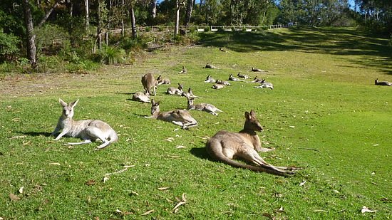 Kangaroo Encounters Guided Tours image