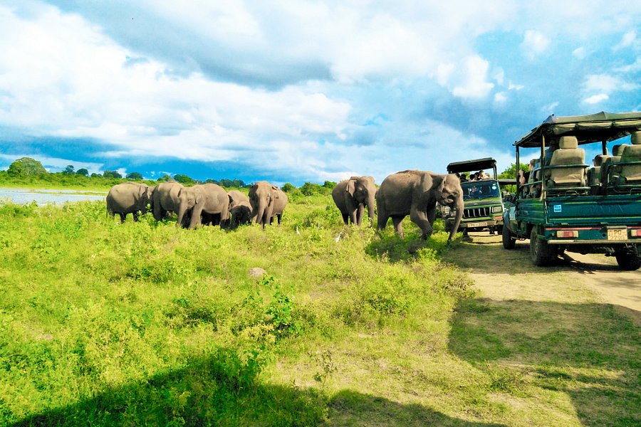 Udawalawe Safari Jeep With Guides image