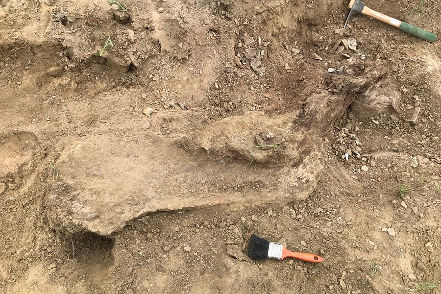 Discovery Dino Digs image