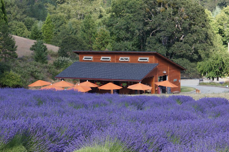 The English Lavender Farm image