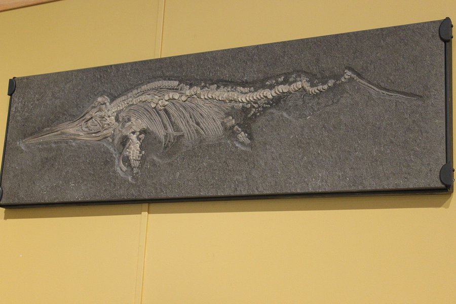 World Fossil Finder Museum image