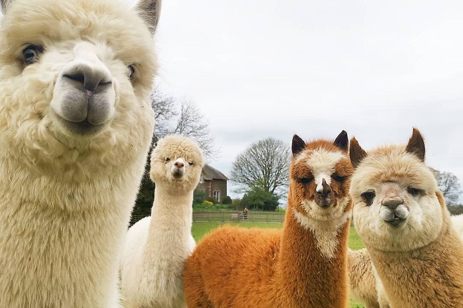 Alpacaly Ever After image