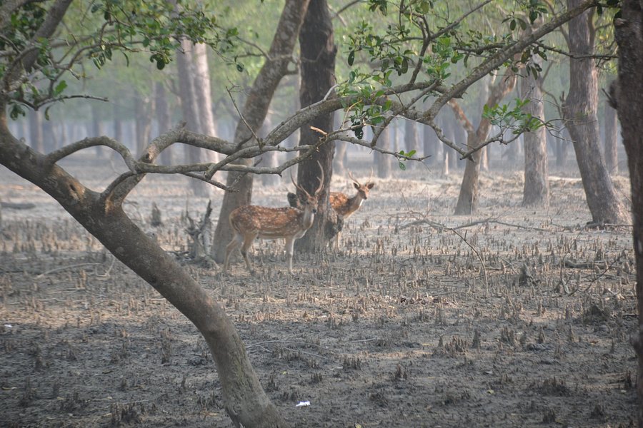 Sundarban image