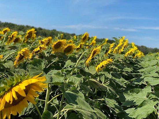 Sunflowers Of Sanborn image