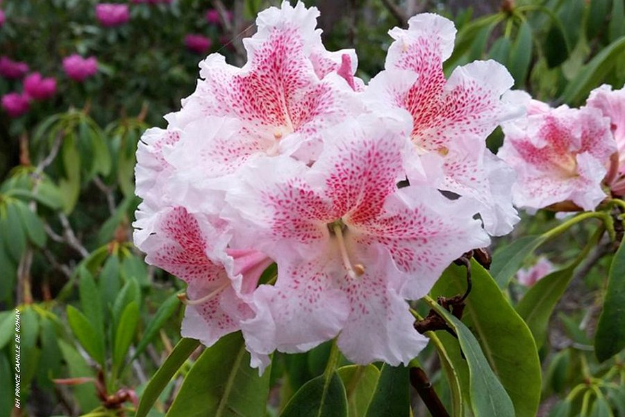 The Campbell Rhododendron Gardens image