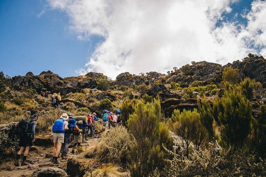 BEST Tanzania Wildlife Migration Safaris Kilimanjaro Hiking | Tour Operators | Trekking image