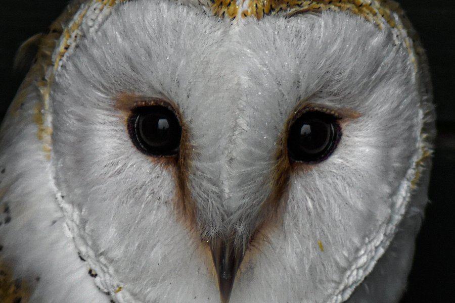 Screech Owl Sanctuary image