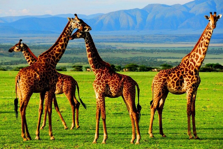 Travel Wise Safari Tanzania image