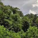 Mabira Forest image