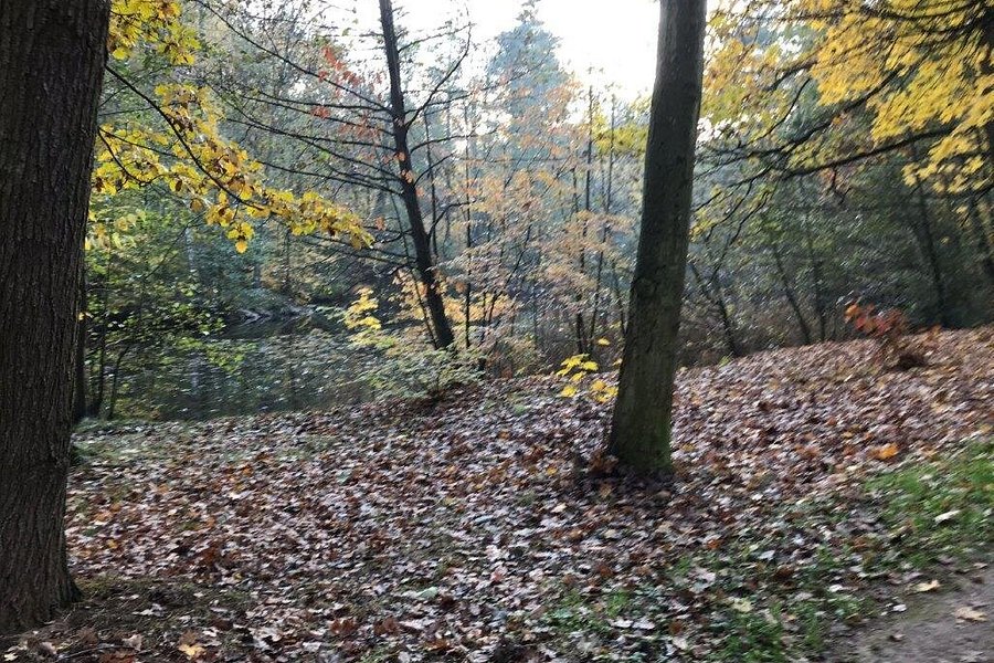 Waldpark (Stadtwald) image