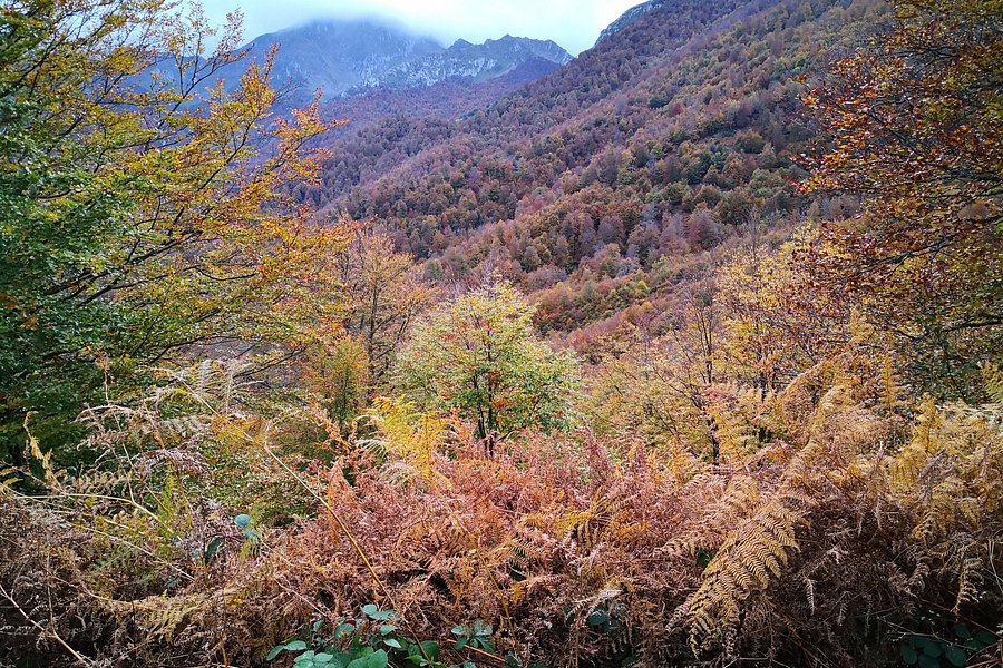 Bosque de Peloño image