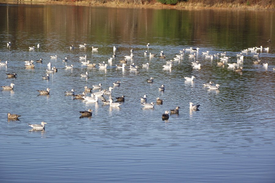 Pickering Ponds Trails image