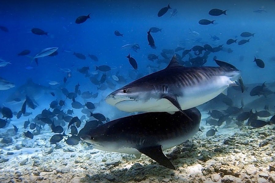 Fuvahmulah Tiger Shark Dive image