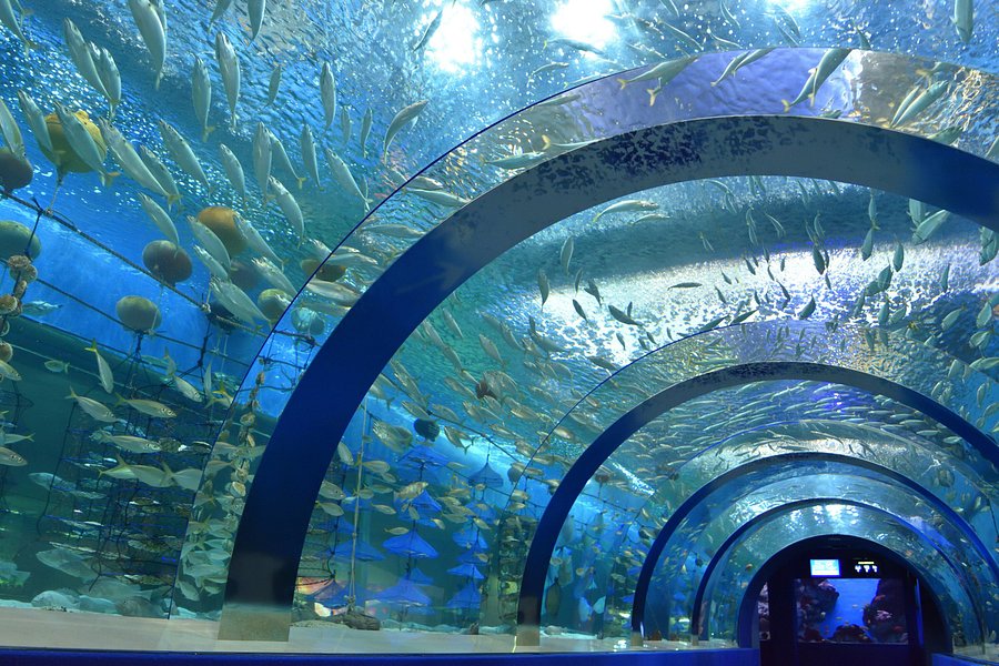 Aomori Asamushi Aquarium image
