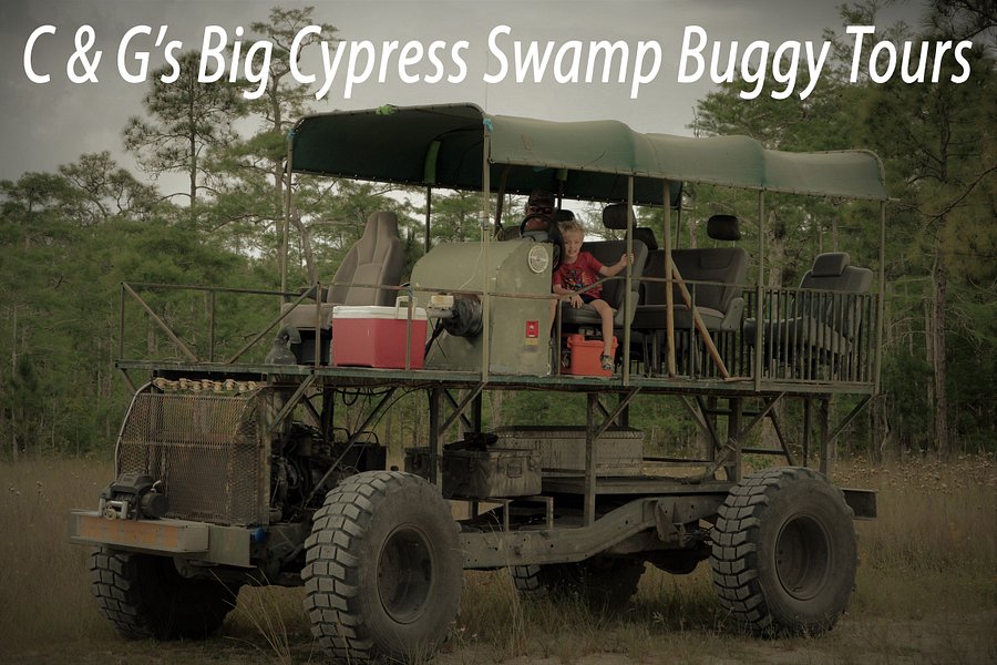C&G's Big Cypress Swamp Buggy Tours image