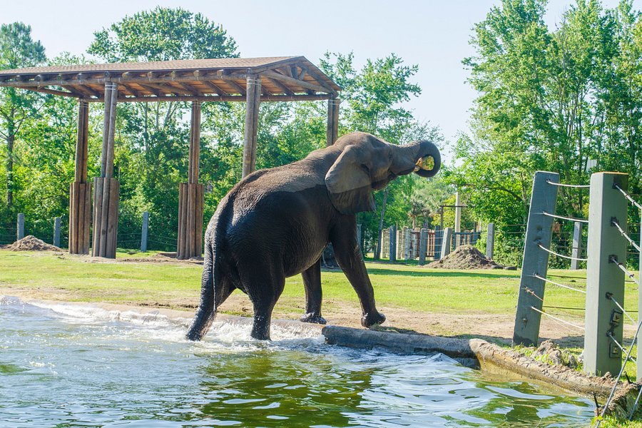 Jacksonville Zoo & Gardens image