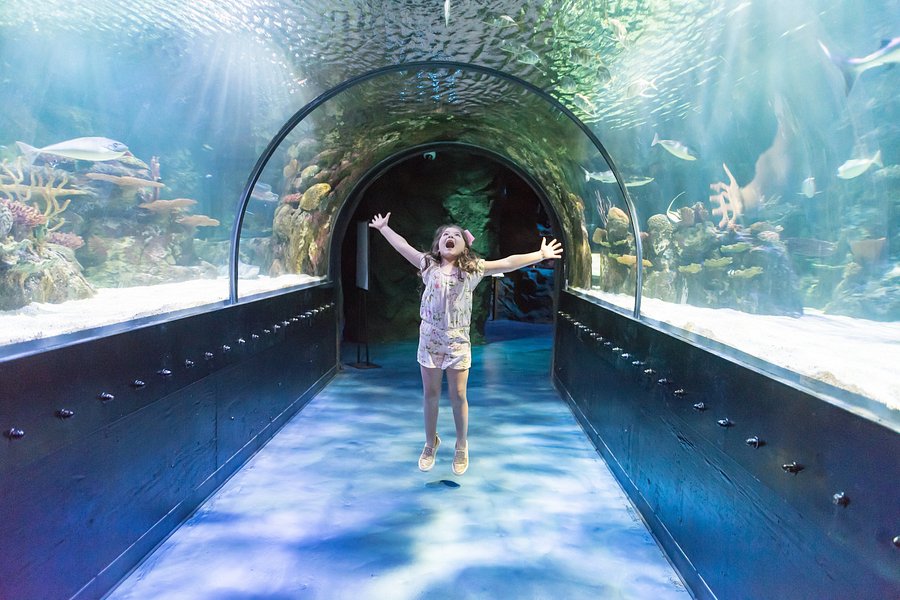 Shreveport Aquarium image