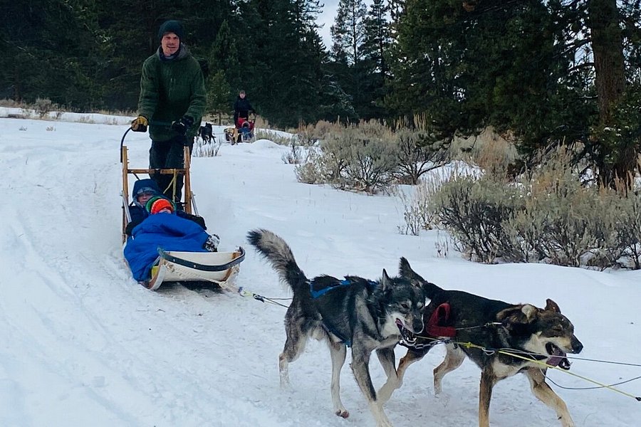 Yellowstone Dog Sled Adventures image