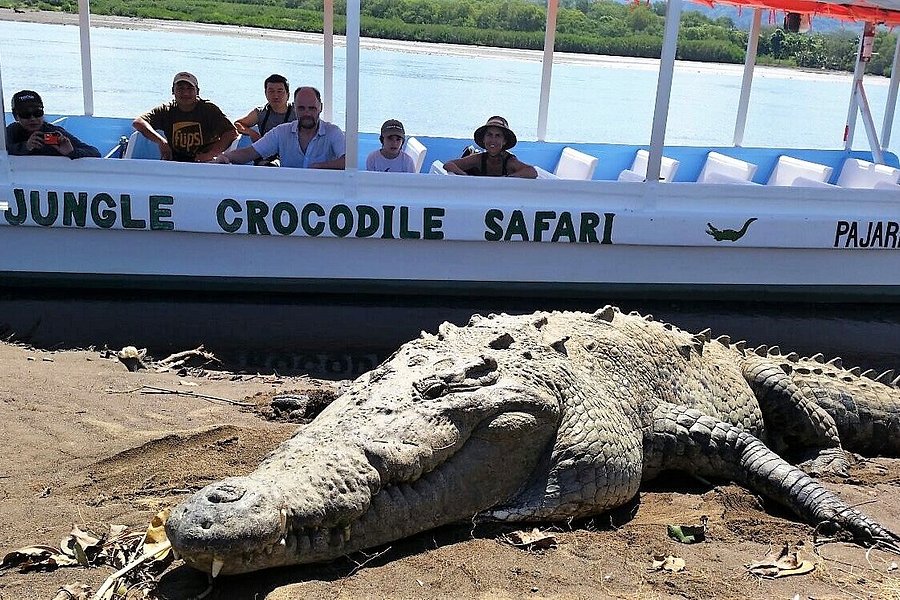 Jungle Crocodile Safari image