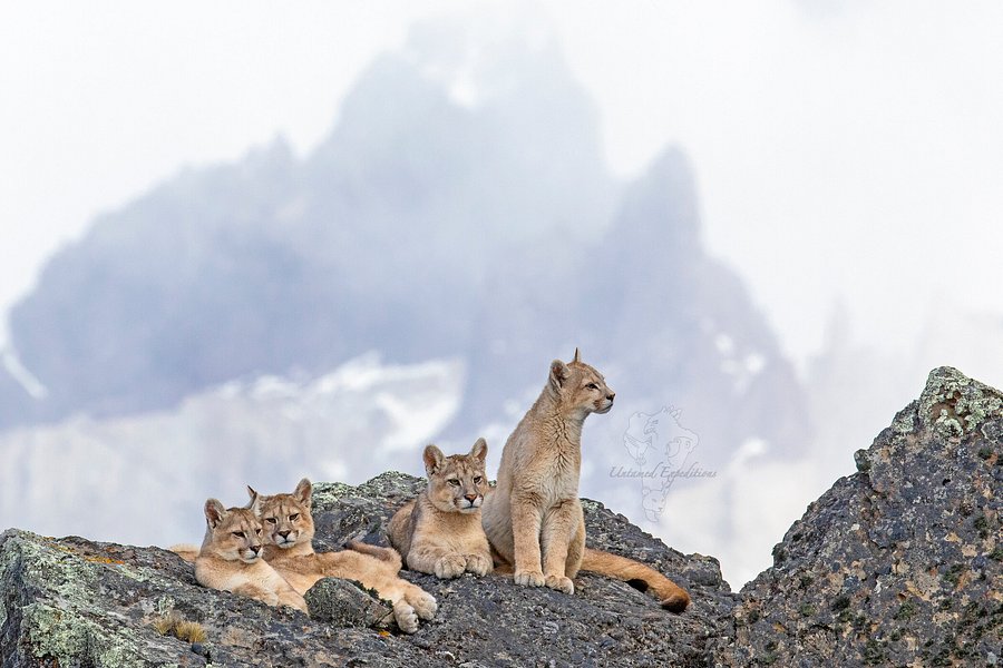 Untamed Expeditions image