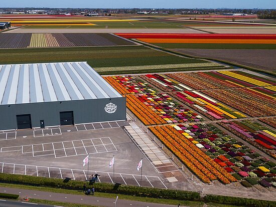 Tulip Experience Amsterdam image