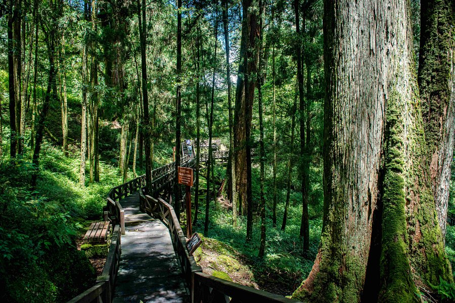 Alishan Giant Trees Park Trail image