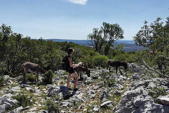 Donkey Tours Croatia image