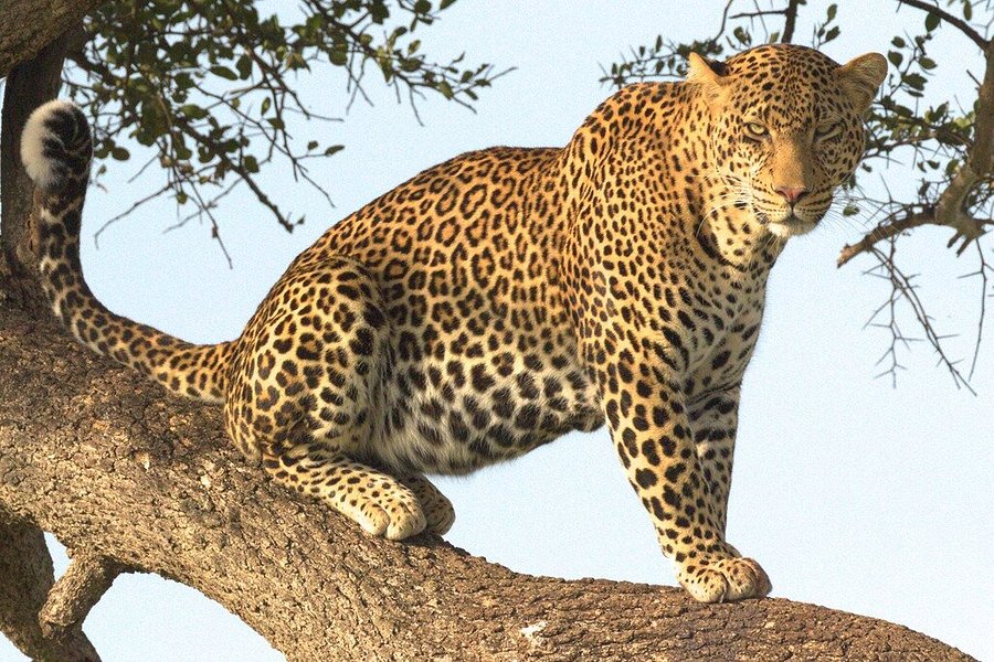 Topcats Safaris Ltd image