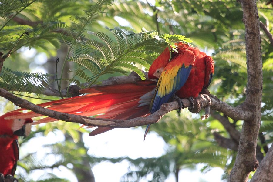 Macaw Recovery Network image