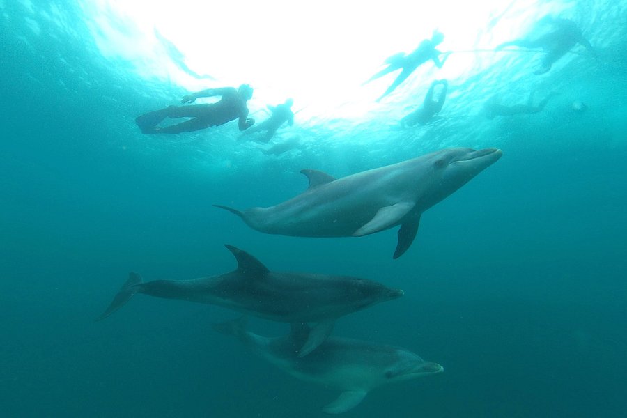 Sea All Dolphin Swims image