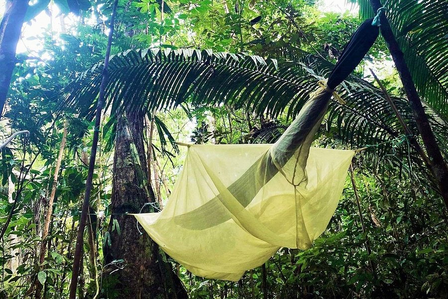 Amazon Jungle Tours - Into the Wild image