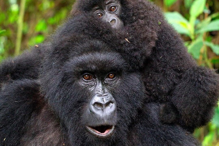 Go primate safaris image