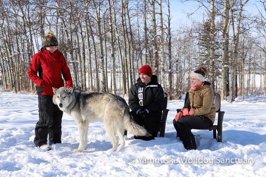 Yamnuska Wolfdog Sanctuary image