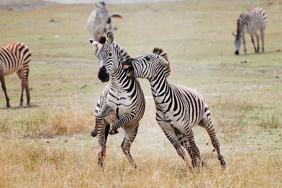 4 days Ngorongoro -Serengeti-Manyara image