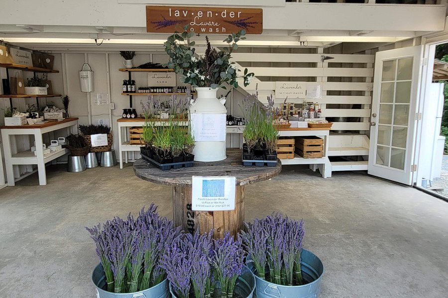 Purple Robe Lavender Farm image