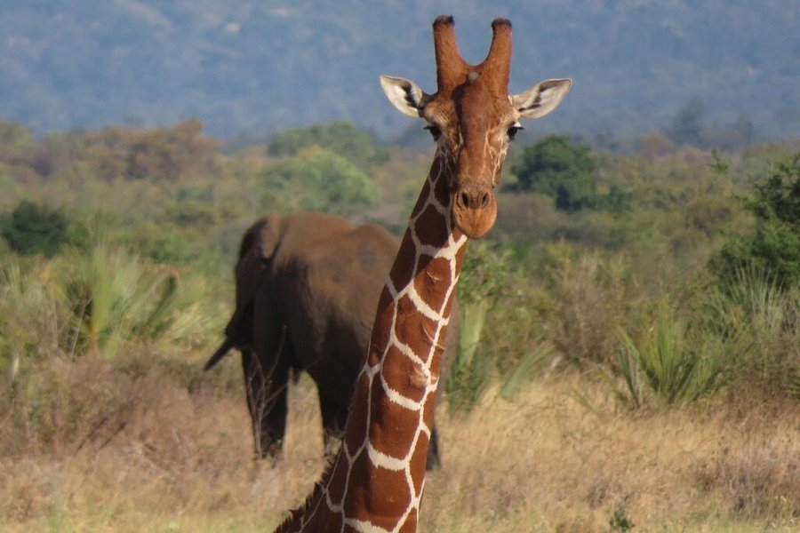 Meru National Park KENYA image