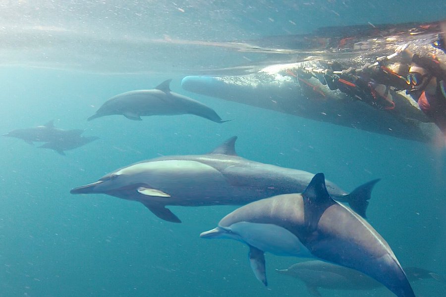 Dolphin Swim Australia image