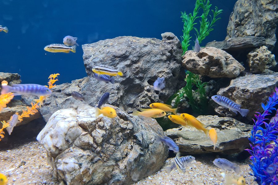 Aquarium Island Café image
