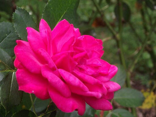 Edward L. Anderson Rose Garden image