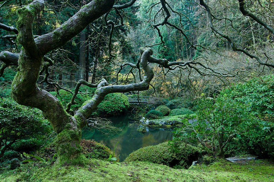 Portland Japanese Garden image
