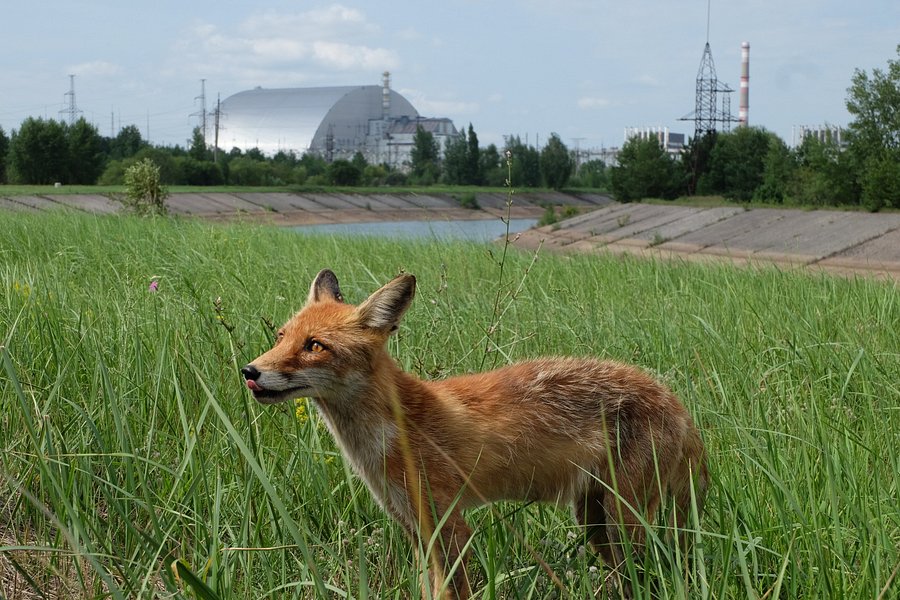 Chernobyl Private Tour image