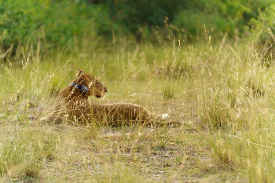 Bujo Safaris image